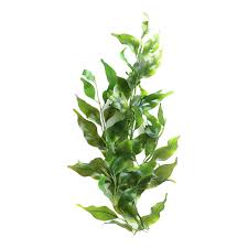 Attēlu rezultāti vaicājumam “Potamogeton lucens leaf”