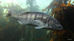 Image result for Lithognathus lithognathus