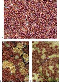 Attēlu rezultāti vaicājumam “Sphagnum magellanicum”