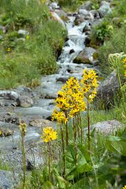Attēlu rezultāti vaicājumam “Ligularia sibirica flower”