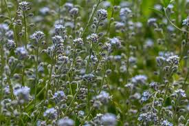 Attēlu rezultāti vaicājumam “Myosotis ramosissima flower”