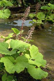 Image result for Petasites officinalis