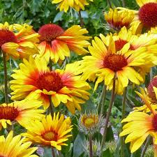 Image result for Gaillardia