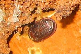 Attēlu rezultāti vaicājumam “Ostoma ferruginea”