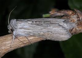 Attēlu rezultāti vaicājumam “Cucullia umbratica”