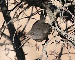 Image result for Sylvia sarda