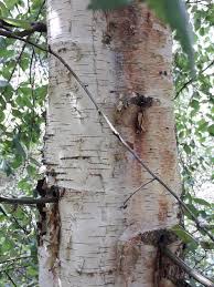 Attēlu rezultāti vaicājumam “Betula pubescens”