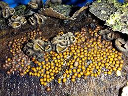 Attēlu rezultāti vaicājumam “Perichaena corticalis”