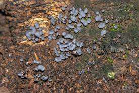 Attēlu rezultāti vaicājumam “Diderma hemisphaericum stalked”