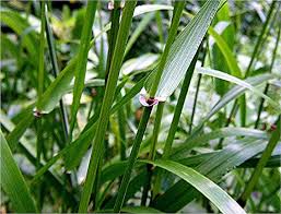 Attēlu rezultāti vaicājumam “Festuca gigantea”