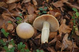 Attēlu rezultāti vaicājumam “Rozites caperata”