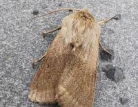 Attēlu rezultāti vaicājumam “Orthosia opima”