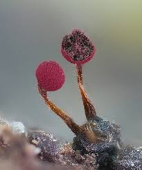 Attēlu rezultāti vaicājumam “Craterium aureonucleatum”