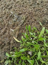 Attēlu rezultāti vaicājumam “Limosella aquatica”