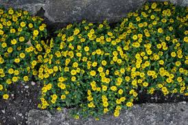 Image result for Sanvitalia procumbens