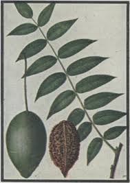 Attēlu rezultāti vaicājumam “Juglans cinerea leaf”