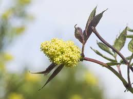 Attēlu rezultāti vaicājumam “Sambucus racemosa flower”