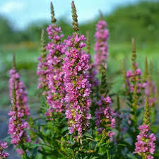 Image result for Blutweiderich