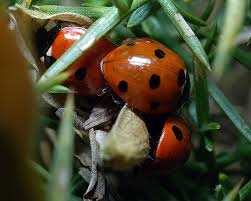 Attēlu rezultāti vaicājumam “Coccinella septempunctata”