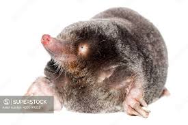 Attēlu rezultāti vaicājumam “Talpa europaea”