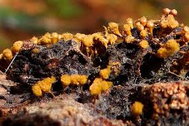 Attēlu rezultāti vaicājumam “Hemitrichia calyculata”