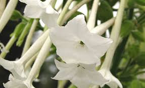 Attēlu rezultāti vaicājumam “Nicotiana tabacum flower”
