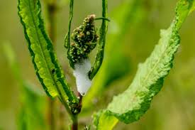 Attēlu rezultāti vaicājumam “Philaenus spumarius nymph”