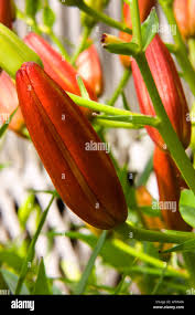Attēlu rezultāti vaicājumam “Lilium lancifolium bud”