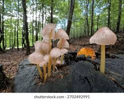 Attēlu rezultāti vaicājumam “Mycena renati”