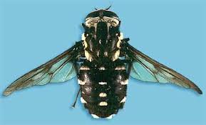 Attēlu rezultāti vaicājumam “Tabanidae”