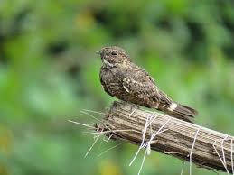 Attēlu rezultāti vaicājumam “Caprimulgus europaeus”