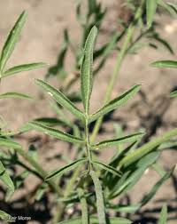 Image result for Ratibida columnifera