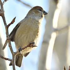 Attēlu rezultāti vaicājumam “Pinicola enucleator adult”