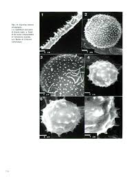 Attēlu rezultāti vaicājumam “Comatricha laxa spores”