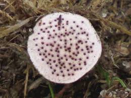 Attēlu rezultāti vaicājumam “Poronia punctata”