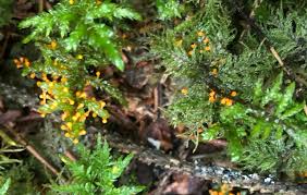 Attēlu rezultāti vaicājumam “Craterium aureonucleatum spores”