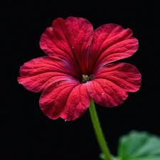 Attēlu rezultāti vaicājumam “Geranium robertianum leaf”
