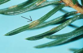 Attēlu rezultāti vaicājumam “Gilpinia”