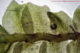 Attēlu rezultāti vaicājumam “Leiocolea heterocolpos”