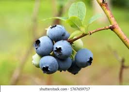 Attēlu rezultāti vaicājumam “Vaccinium uliginosum fruit”