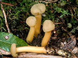 Attēlu rezultāti vaicājumam “Leotia lubrica”