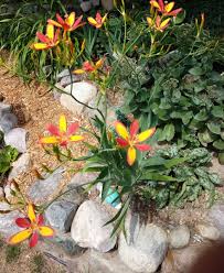 Image result for Pardancanda norrisii