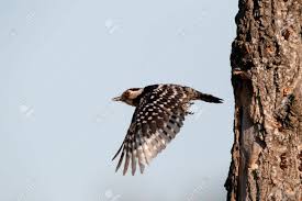 Attēlu rezultāti vaicājumam “Dendrocopos minor male”