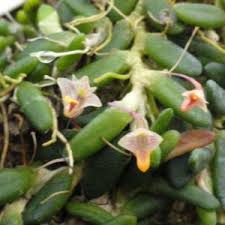 Attēlu rezultāti vaicājumam “Didymium aggregatum”