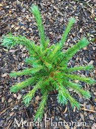 Attēlu rezultāti vaicājumam “Larix kaempferi”