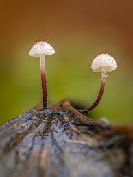 Attēlu rezultāti vaicājumam “Collaria rubens spores”