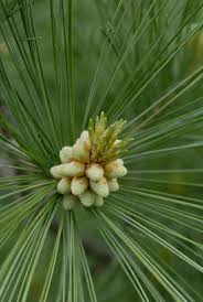 Attēlu rezultāti vaicājumam “Pinus strobus”
