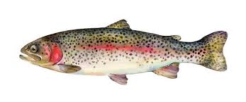 Image result for Oncorhynchus mykiss