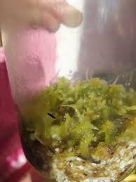 Attēlu rezultāti vaicājumam “Sphagnum palustre sporophyte”