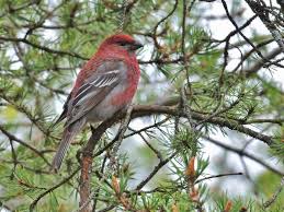 Image result for Pinicola enucleator